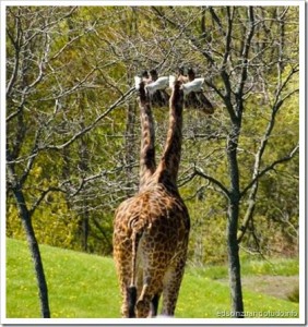 Zuando os animais: Girafa siamesa, não pera...