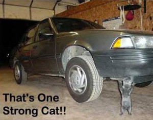 Zuando os animais - gato hidraulico