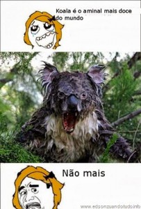 Zuando os aminais: koala